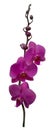 Orchid. Beautiful tropical flower. Floral background. Petals. Buds. Violet. Phalaenopsis.