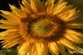 SUNFLOWERS Royalty Free Stock Photo