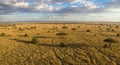 Expansive view of the savannah in the Serengeti, Tanzania, featuring golden grasses and scattered acacia trees Royalty Free Stock Photo