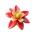 3D Red and White Flower with Yellow Stamen on White Background Royalty Free Stock Photo
