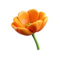 3D Render of Orange Flower with Rounded Glossy Petals and Green Stem on White Background Royalty Free Stock Photo
