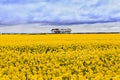 D Agri Canola Sky