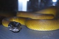 d\'albertis python snake