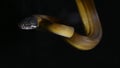 D\'Albertis\' python (Leiopython albertisii) white-lipped python snake isolated on black background