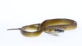 D\'Albertis\' python (Leiopython albertisii) white-lipped python snake isolated on white background