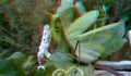3D, anaglyph. Praying mantis, predator insect