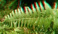 3D, anaglyph. Polypodiidae, commonly called leptosporangiate ferns Royalty Free Stock Photo