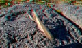 3D anaglyph.Praying Mantis insect in nature as a symbol of green natural extermination and pest control