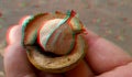 3D, anaglyph.Rype hickory nut. Autumn Royalty Free Stock Photo
