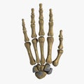 3D anatomical model of human hand bones with realistic texture, top view on white background Royalty Free Stock Photo