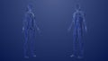 3d Anatomy of male and female lymphatic system Royalty Free Stock Photo