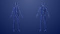 3d Anatomy of male and female lymphatic system Royalty Free Stock Photo