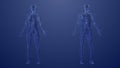 3d Anatomy of male and female lymphatic system Royalty Free Stock Photo