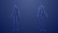 3d Anatomy of male and female lymphatic system Royalty Free Stock Photo