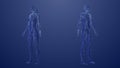 3d Anatomy of male and female lymphatic system Royalty Free Stock Photo