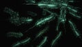 A 3-D animation of Bacteria swimming in dirty water.