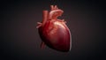 3D animation of a beating human heart