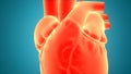 Human Internal Organs Circulatory System Heart Beat Anatomy Animation Concept