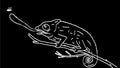 Chameleon catching flying insect drawing 2d animation