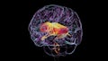 Corpus callosum and brain ventricles, 3D animation
