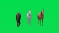 3D animation of three different racehorses on green screen eating and walking in quality Chromakey 4K rendering effects