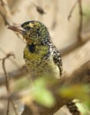 D 'Arnaud-baardvogel, D 'Arnaud's Barbet, Trachyphonus darnaudii Royalty Free Stock Photo