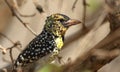 D 'Arnaud-baardvogel, D 'Arnaud's Barbet, Trachyphonus darnaudii Royalty Free Stock Photo