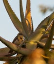 D'Arnaud's Barbet on a cactus Royalty Free Stock Photo