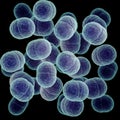 3d Bacteria Staphylococcus