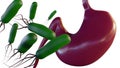 A 3d bacterial HELICOBACTER PYLORI infection within the gastric. Royalty Free Stock Photo