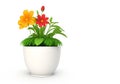 3d beautiful flower, nature flowers and plant pot illustration isolated on white background, copy space Royalty Free Stock Photo