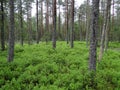 91D0* Bog woodland Natura 2000 habitat Royalty Free Stock Photo