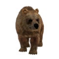 3D brown bear standing with head turned, isolated