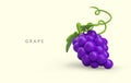 3D bunch of purple grapes in cartoon style. Ripe sweet berries Royalty Free Stock Photo