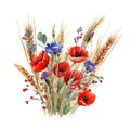 bouquet of wild flowers, cornflower poppies, red and blue, watercolor illustration, Royalty Free Stock Photo