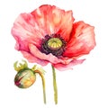 big red poppy, wild flowers, leaves and buds, watercolor illustration Royalty Free Stock Photo