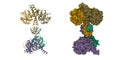 Structure of ubiquitin carboxyl-terminal hydrolase isozyme L5 (Uch37) tetramer