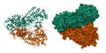 Anthrax toxin lethal factor