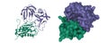 Matrix metalloproteinase-3 (green) and tissue inhibitor of metalloproteinases-1 (violet) complex Royalty Free Stock Photo