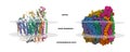 Structure of human cytochrome c oxidase