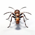 3d Cel Shaded Ant Gazing At Camera On White Background