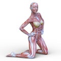 Female lay figure Royalty Free Stock Photo