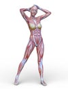 Female lay figure Royalty Free Stock Photo