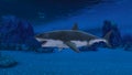 Shark Royalty Free Stock Photo
