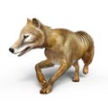 Thylacine