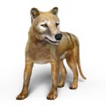 Thylacine Royalty Free Stock Photo