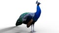 3d/ CGI Peacock render