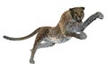 3D cheetah