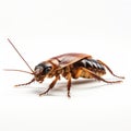 3d Cockroach On White Background - Precisionist Style
