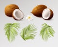 3d coconut realistic. Whole and half coco different side view, palm leaves and tropical flower. Cosmetic packaging